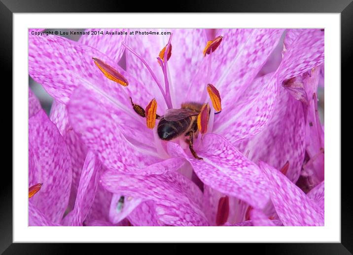  Bee in a Pink Flower Framed Mounted Print by Lou Kennard