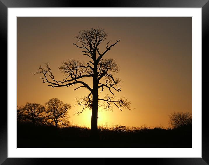 Winter Sunset on the Old Tree Framed Mounted Print by Stephen McCorrie