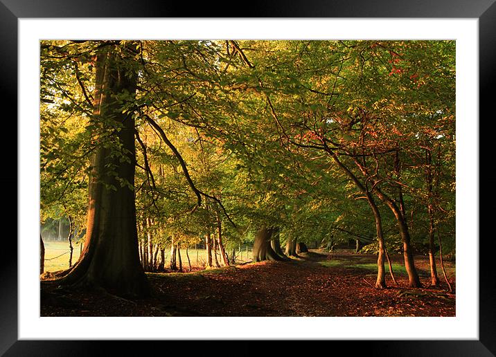 Start of Autumn Framed Mounted Print by Brian Roberts