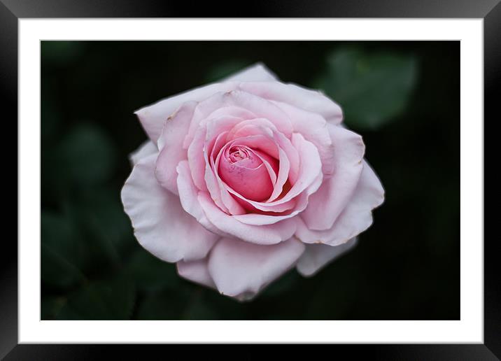 Pink Rose Framed Mounted Print by Charlie Knight