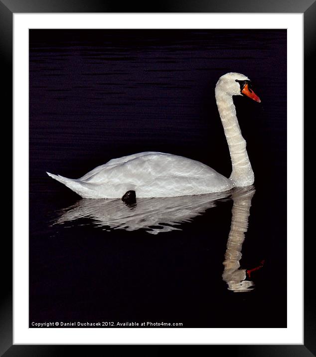 swan reflection Framed Mounted Print by Daniel Duchacek