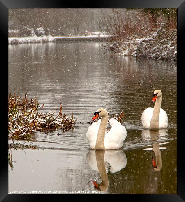 two swans in the snow Framed Print by Daniel Duchacek
