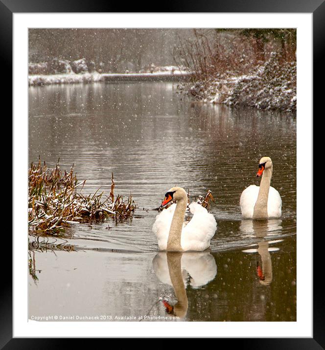 two swans in the snow Framed Mounted Print by Daniel Duchacek
