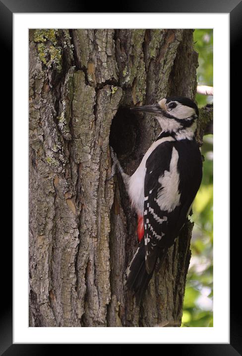 greater spotted woodpecker Framed Mounted Print by Daniel Duchacek