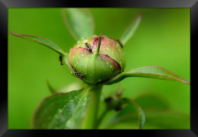 This is our planet, and we''ll protect it! Framed Print by Michael Goyberg