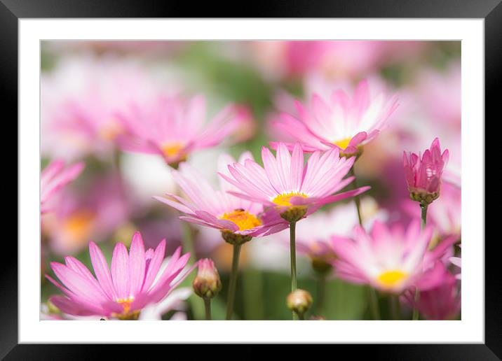Blooming paradise Framed Mounted Print by Michael Goyberg