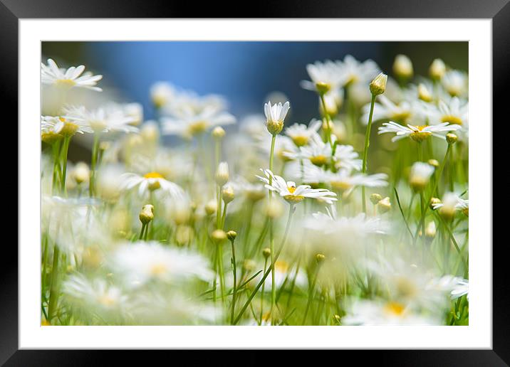 Meadow Chamomiles Framed Mounted Print by Michael Goyberg