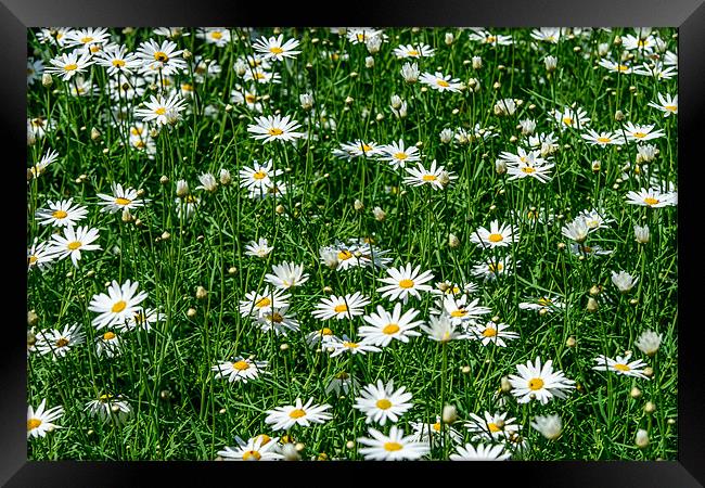 Daisies Framed Print by Michael Goyberg