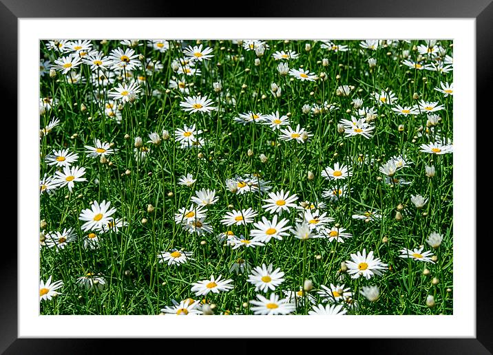 Daisies Framed Mounted Print by Michael Goyberg