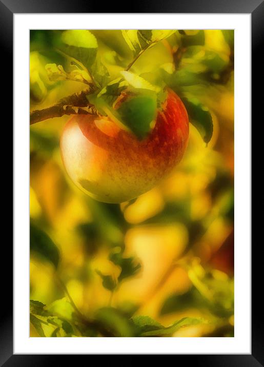 Apple, lit golden rays of the sun Framed Mounted Print by Michael Goyberg