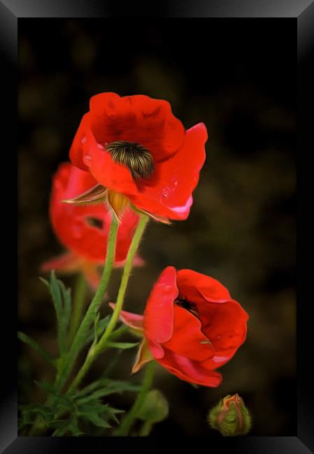 Red Wildflowers with corrected colors and lighting Framed Print by Michael Goyberg