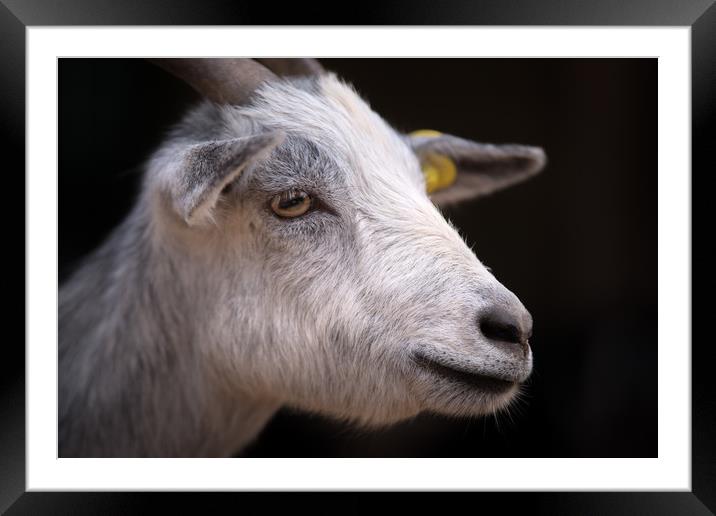 Zoo Goat Portrait Framed Mounted Print by Michael Goyberg