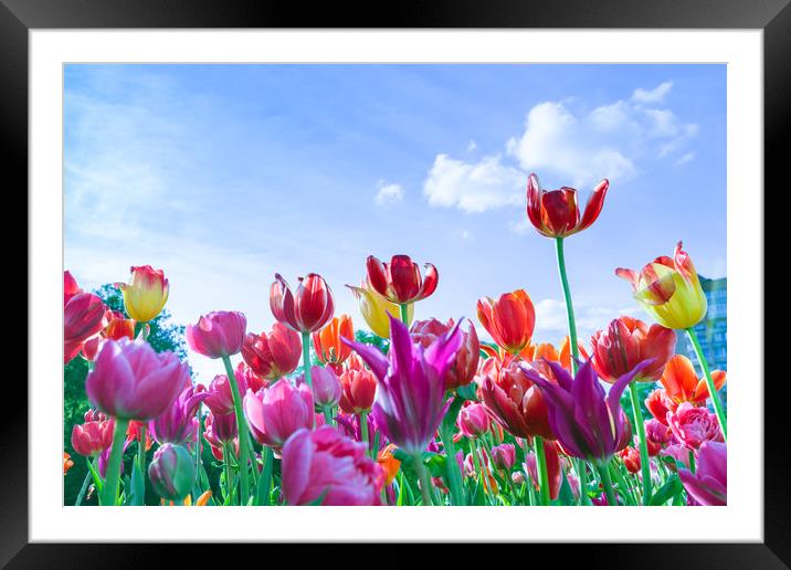 Red, purple and yellow tulips against blue sky and Framed Mounted Print by Michael Goyberg
