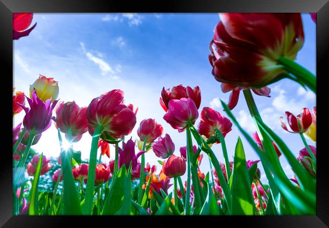 Red and yellow tulips against blue sky Framed Print by Michael Goyberg