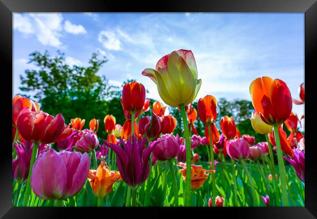Beautiful tulips Framed Print by Michael Goyberg