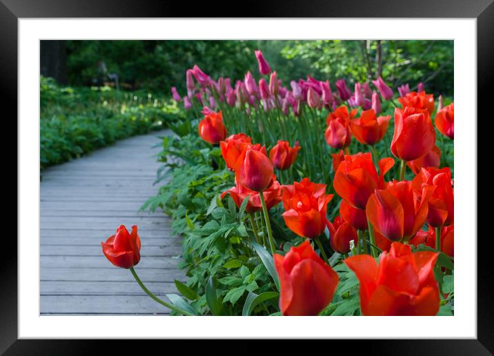 Scarlet tulips Framed Mounted Print by Michael Goyberg