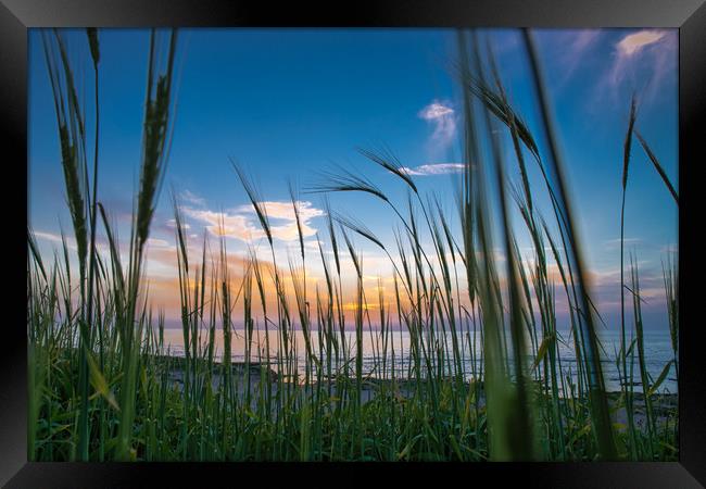 Beautiful Mediterranean Sunset through grass growi Framed Print by Michael Goyberg