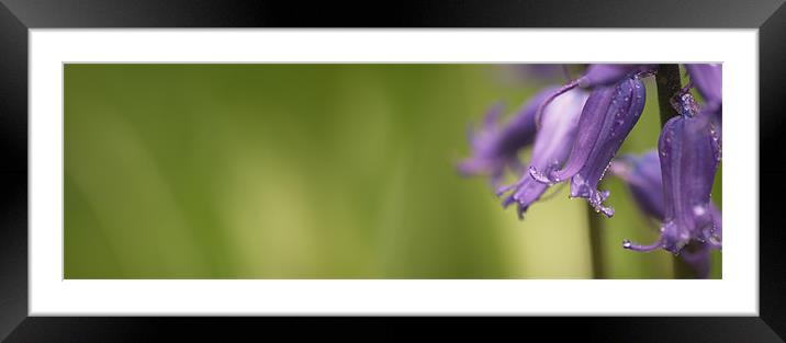 Bluebell Framed Mounted Print by Richard Cooper