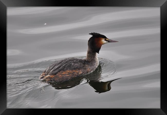great crested grebe Framed Print by melvyn hopkins