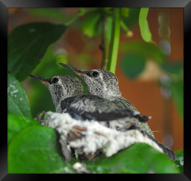 Twin Hummingbirds Framed Print by Jake Hughes