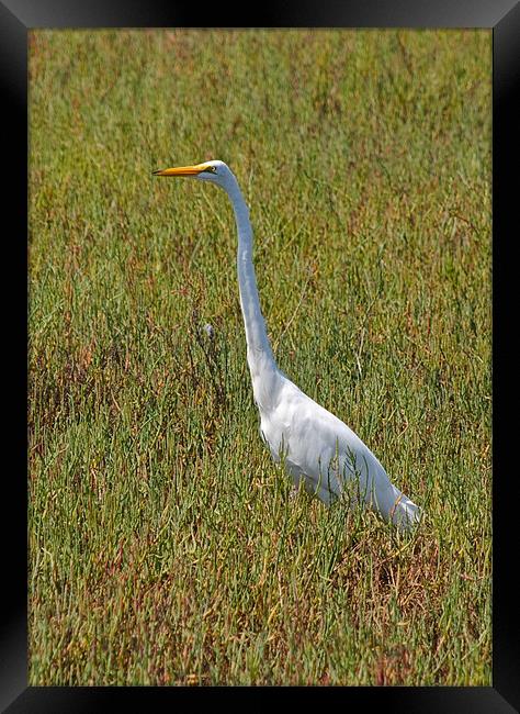 The Great Egret Framed Print by Jake Hughes