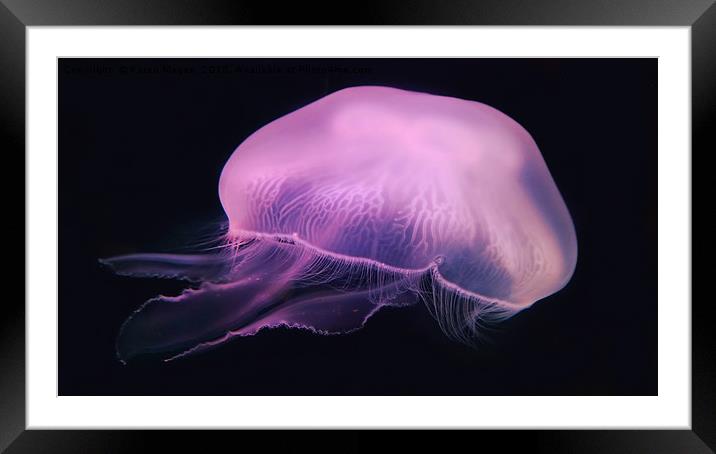 Neon Pink Jellyfish Framed Mounted Print by Karen Magee