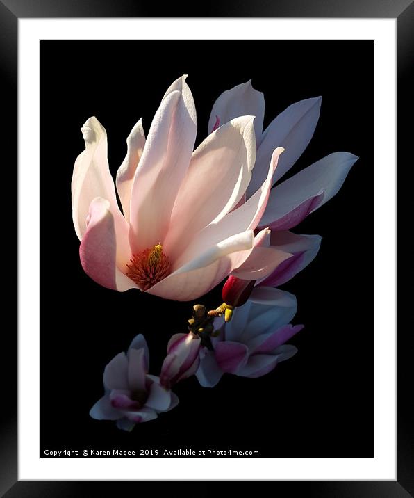 Magnolia Bloom in the Late Afternoon Sun Framed Mounted Print by Karen Magee