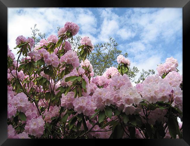 Rhododendrons in Stanley Park Framed Print by Lori Allan