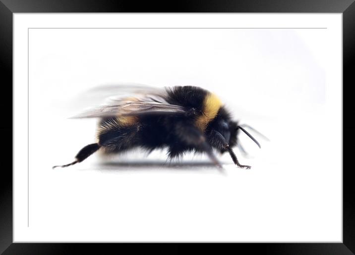 Bumble B Framed Mounted Print by Jason Green