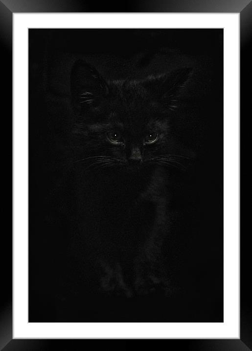 Black Cats Framed Mounted Print by Jason Green