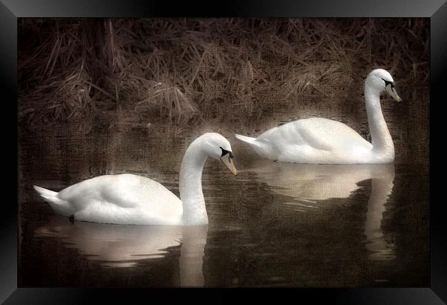 Swans for life Framed Print by Jason Green