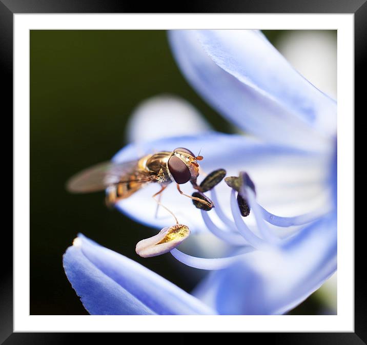 Hover fly Framed Mounted Print by andrew bagley