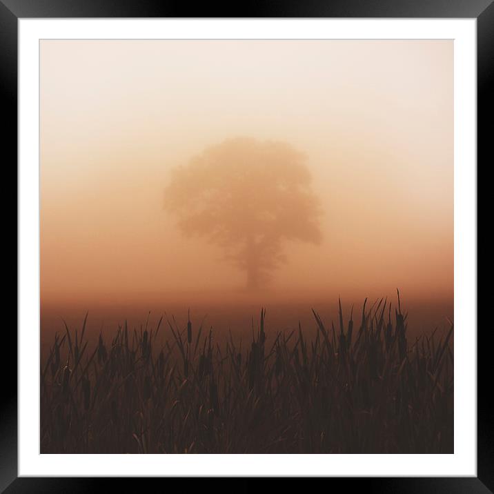  Misty Morning Framed Mounted Print by andrew bagley