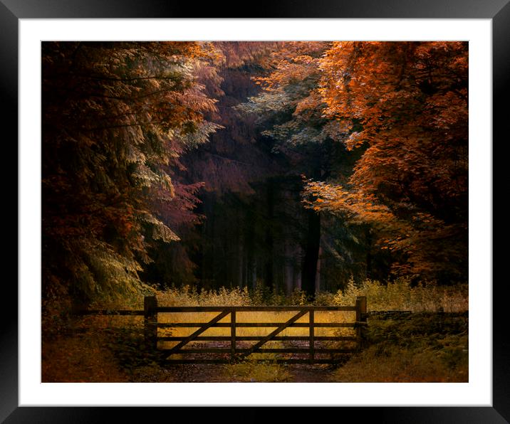 Woodland gate Framed Mounted Print by andrew bagley