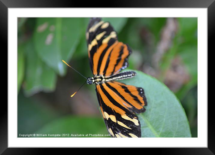 Butterfly at Butterfly world Wotton isle of Wight Framed Mounted Print by William Kempster