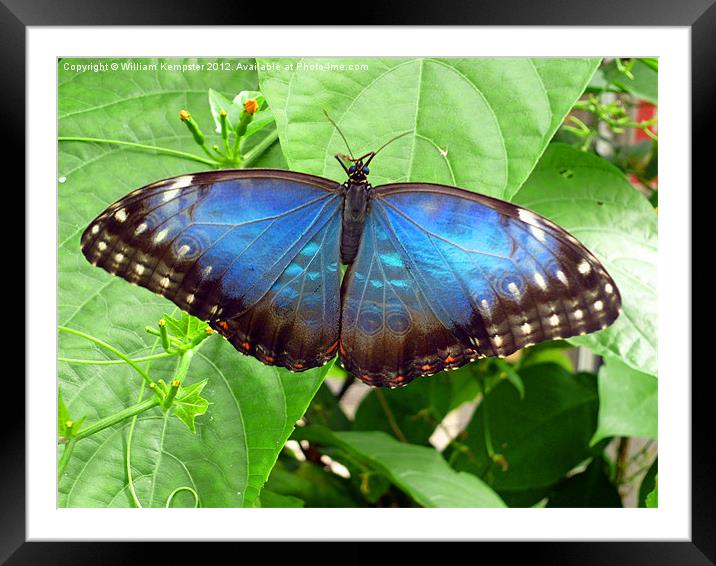 Butterfly at Stratford upon Avon butterfly farm Framed Mounted Print by William Kempster