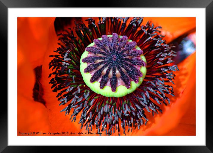 Oriental Poppy ( Papaver Orientale) Framed Mounted Print by William Kempster
