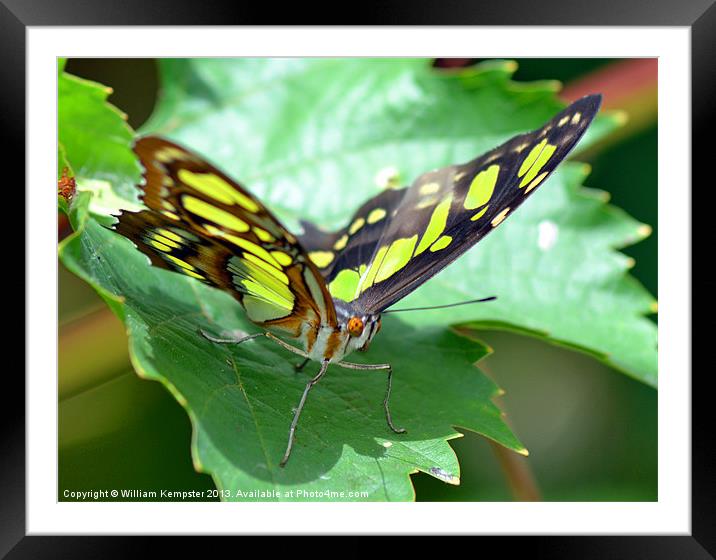 Butterfly at Butterfly world wotton isle of wight Framed Mounted Print by William Kempster