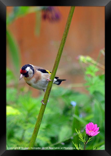 Goldfinch Framed Print by William Kempster