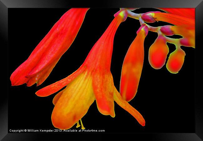 Crocosmia Lucifer Framed Print by William Kempster