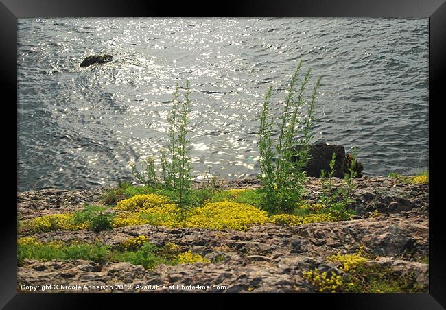 Harbor Water Framed Print by Nicole Anderson