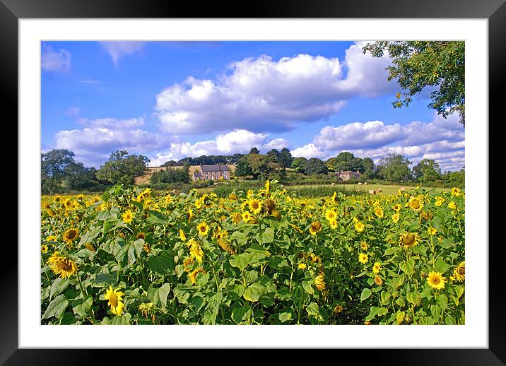 Sunflower Field, Peak District Framed Mounted Print by Scott  Paul