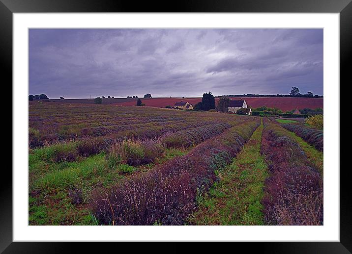 Lavender Farm Framed Mounted Print by Scott  Paul