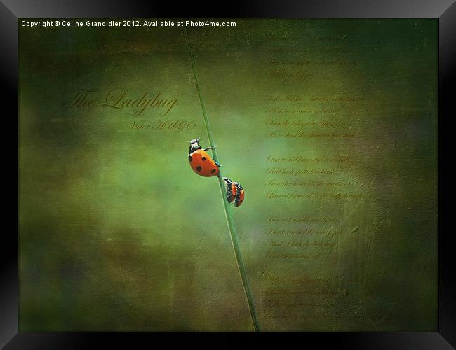 Poem for ladybugs Framed Print by Celine B.