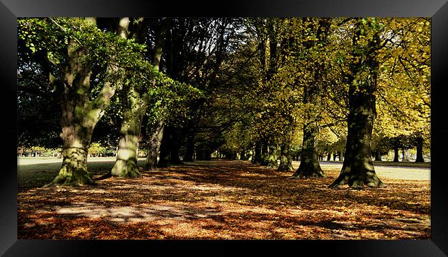 Tatton Autumn Trees Framed Print by Andy Freeman