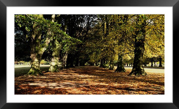 Tatton Autumn Trees Framed Mounted Print by Andy Freeman