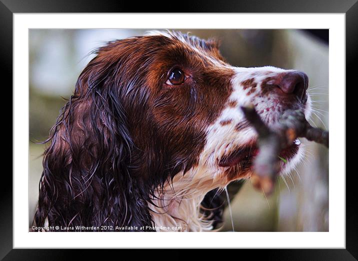 Wet Dog Framed Mounted Print by Laura Witherden