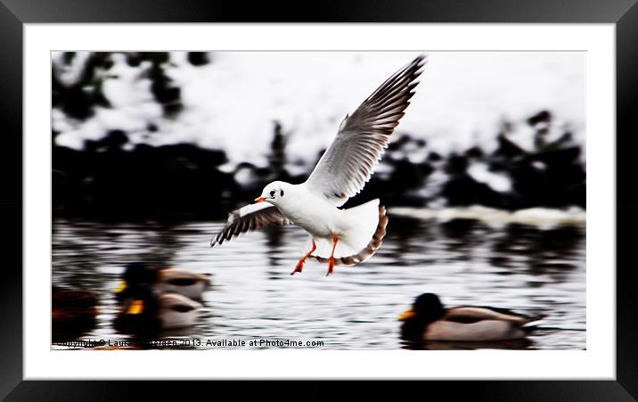 Frozen in Flight Framed Mounted Print by Laura Witherden