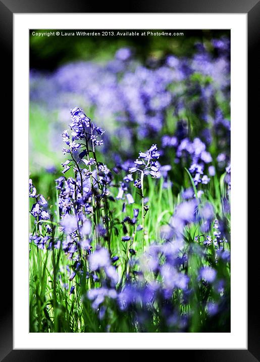 Bluebells Framed Mounted Print by Laura Witherden