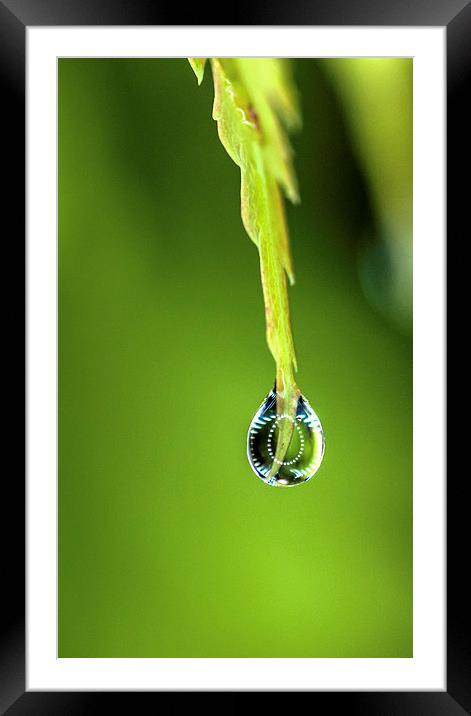 Pear Drop Framed Mounted Print by Laura Witherden